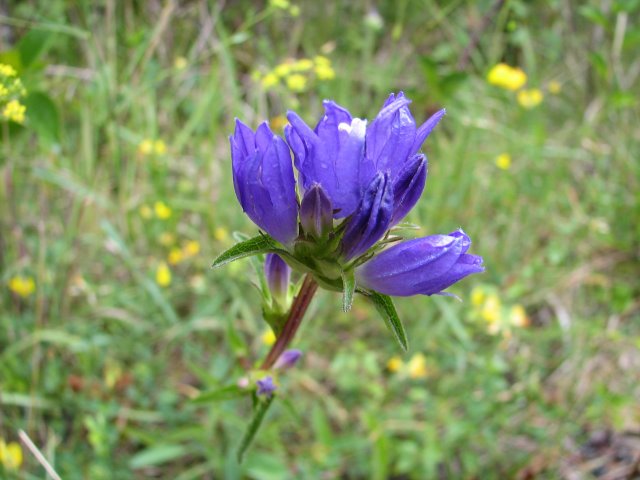 Campanula glomerata